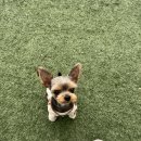 강아지 놀이터 이미지