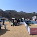 도그카페 | 2026 도그페스타 춘천 강아지카페 강아지숲 하슈랜드 캐리커처 후기 260321