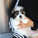 퍼피로운 이미지