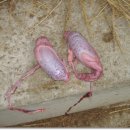 선진목장 이미지