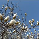 대연수목전시원 이미지