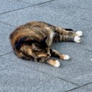 좋은아침페스츄리 홍성내포점 이미지