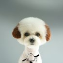 브라운 펫살롱 이미지