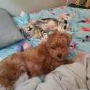 얌마(Yamma) 이미지