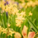 이브의정원 이미지