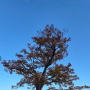 함평 향교 느티나무,팽나무,개서어나무 숲 | 함평 <향교리 숲>에서 만난 고독과 낭만