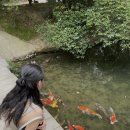 문화와 함께 즐기는 여행 일본어 | 다카마쓰여행코스 리쓰린공원 입장료 다도체험 가격 나룻배 체험 후기 단풍시기