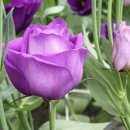 싱싱 농장 이미지