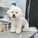 강실장펫살롱 네이버블로그