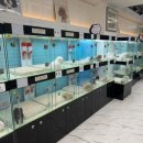 리얼독스 강아지분양 일산본점 이미지