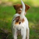 꼬리 흔드는 강아지 이미지