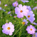 금화가든 이미지