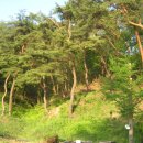 풍산태사로(서후면) 이미지