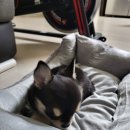 러브미독 이미지