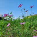남천 산책길 [이효수 세상보기 (159)]