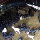 아침햇살염소농장 이미지