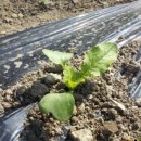 이여사맛집 이미지