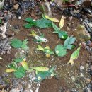 청원유치원 이미지