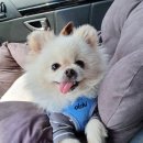 강아지 마을 이미지