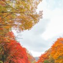 제주천아계곡=걸을수록 빠져드는 가을 숲길!" 조만간 절정에 이르는 단풍 트레킹 명소 이미지