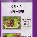 포도원 이미지
