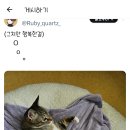 푸돼지 이미지