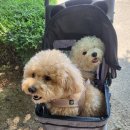 댕댕타임 이미지