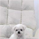 강아지분양애견분양퍼피플라워