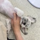 살롱드멍멍 이미지