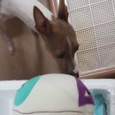 개스키라빈스 이미지