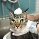 러브펫살롱 이미지