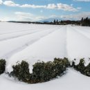 성읍정의현로 이미지