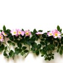 힐링 플라워테라피 이미지