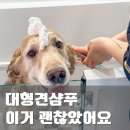 꽃순이 | 강아지얼굴샴푸 무향이라 편했던 대형견 피부 샴푸 꽃순이 목욕 후기