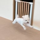 하이뭉치 유치원 이미지