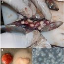 대서양 유럽정어리 (Sardina pilchardus)의 미포자충 Glugea sp. 이미지