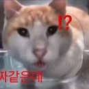 민들레다방 이미지
