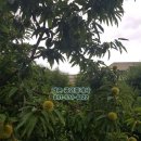 가곡초등학교 이미지