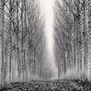 Corridor of Leaves 2006 Italy, Michael Kenna 이미지