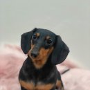 둘리유치원 이미지