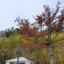 멍멍멍 애견카페 티스토리