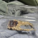 펫버닝(201호,202호) | [인천] 도마뱀 4마리 집사의 도마뱀 분양샵 추천 후기