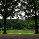 부귀 메타세쿼이아길 이미지