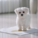 3569 | 강아지 배변패드 추천｜발에 묻는 이유, 두꺼운 패드 후기