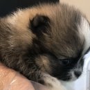 미스터멍 이미지