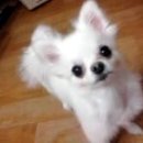 로얄애견 이미지