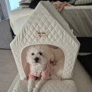 039-2 | 반려인들 주목! 애개육아 필수템 니치039 논슬립 층간소음매트 시공 후기