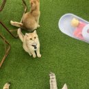 브룩스캣슬 네이버블로그