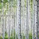 숲속바람 이미지