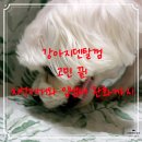 화이트덴탈 | 반려견 구강 건강 비법 화이트덴트프레쉬츄 강아지덴탈껌 솔직 후기 (입냄새와 치석 고민 끝)